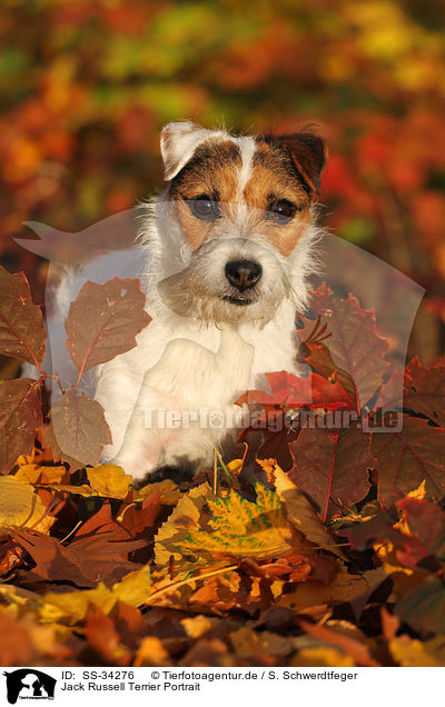 Parson Russell Terrier Portrait / Parson Russell Terrier Portrait / SS-34276