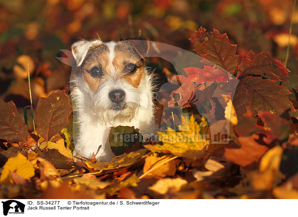 Parson Russell Terrier Portrait / Parson Russell Terrier Portrait / SS-34277