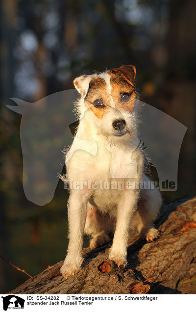 sitzender Jack Russell Terrier / SS-34282