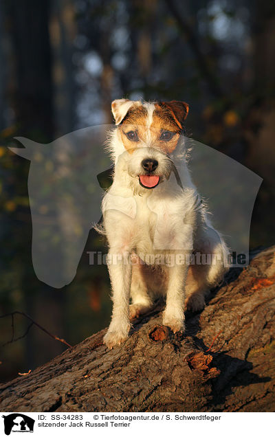 sitzender Parson Russell Terrier / sitting Parson Russell Terrier / SS-34283