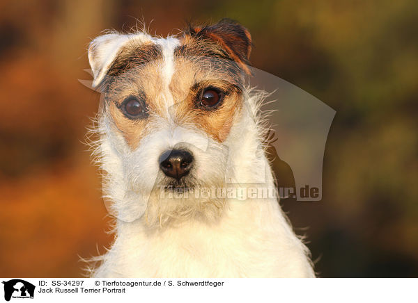 Parson Russell Terrier Portrait / Parson Russell Terrier Portrait / SS-34297