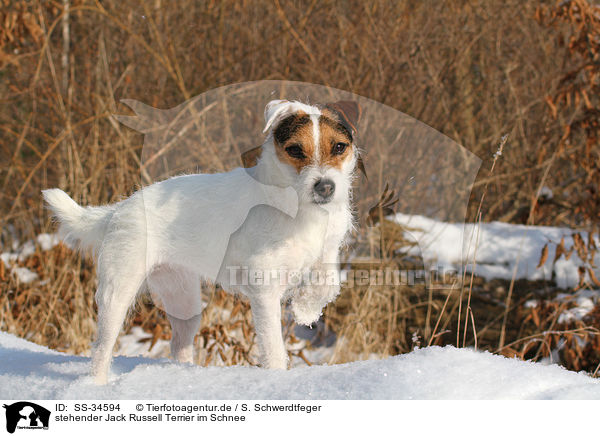 stehender Parson Russell Terrier im Schnee / standing Parson Russell Terrier in the snow / SS-34594