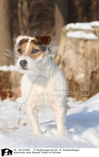 stehender Parson Russell Terrier im Schnee / standing Parson Russell Terrier in the snow / SS-34595