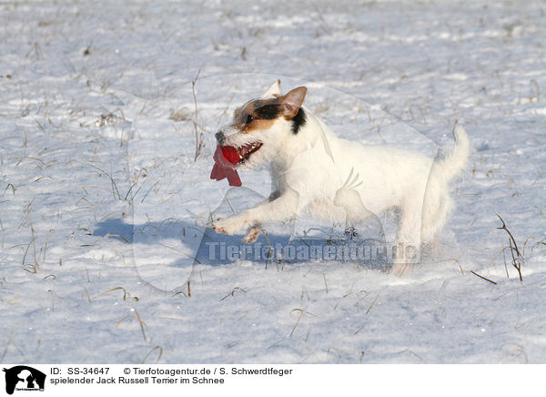 spielender Parson Russell Terrier im Schnee / playing Parson Russell Terrier in the snow / SS-34647