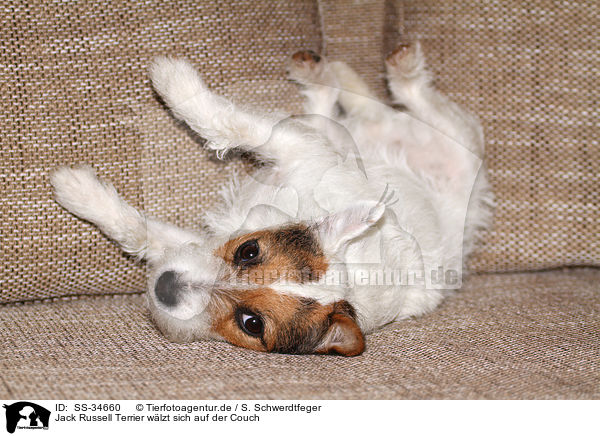 Jack Russell Terrier wlzt sich auf der Couch / SS-34660