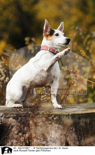 Jack Russell Terrier gibt Pftchen / AG-01887