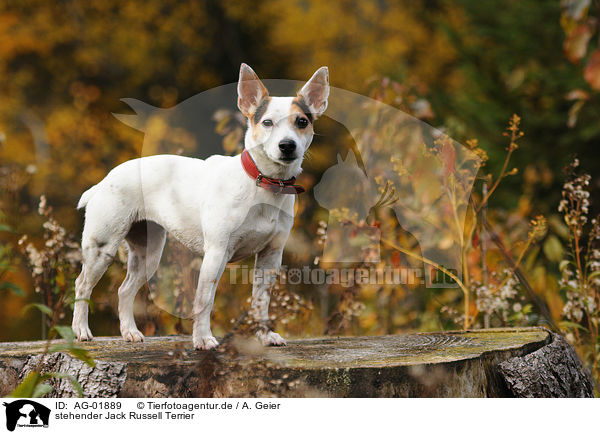 stehender Jack Russell Terrier / standing Jack Russell Terrier / AG-01889