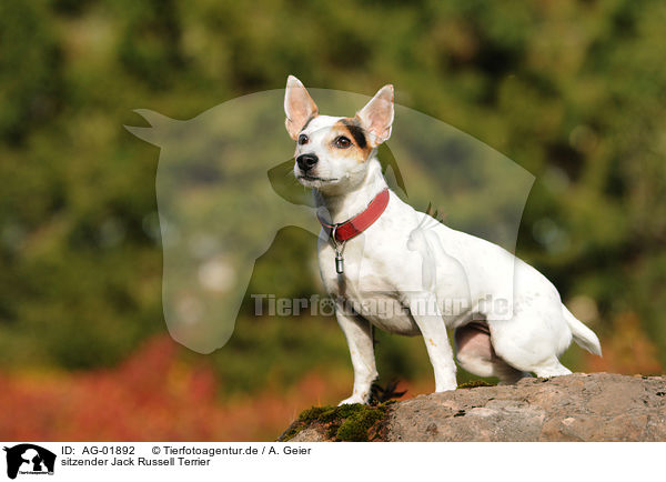 sitzender Jack Russell Terrier / sitting Jack Russell Terrier / AG-01892