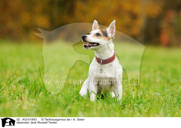 sitzender Jack Russell Terrier / sitting Jack Russell Terrier / AG-01893