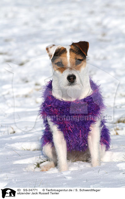 sitzender Parson Russell Terrier / sitting Parson Russell Terrier / SS-34771
