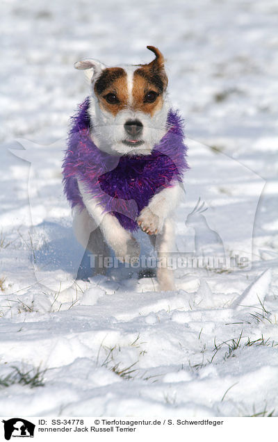 rennender Parson Russell Terrier / running Parson Russell Terrier / SS-34778