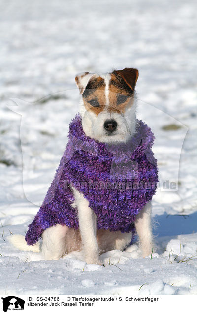 sitzender Parson Russell Terrier / sitting Parson Russell Terrier / SS-34786