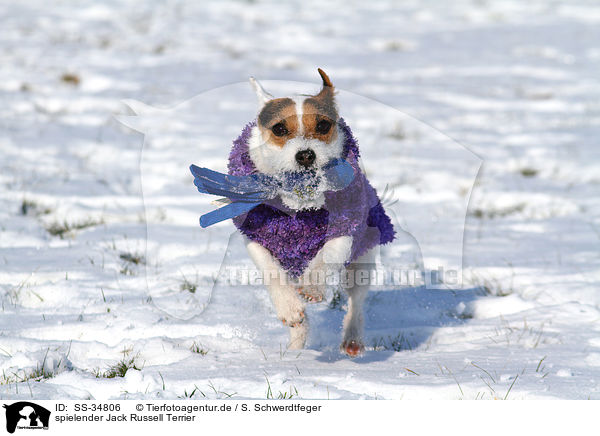 spielender Parson Russell Terrier / playing Parson Russell Terrier / SS-34806