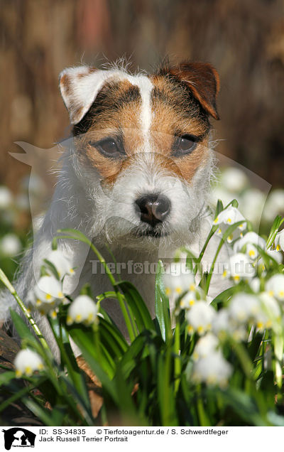 Jack Russell Terrier Portrait / SS-34835