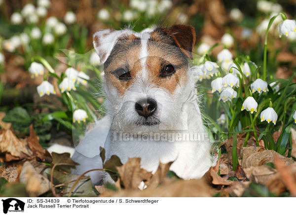 Parson Russell Terrier Portrait / Parson Russell Terrier Portrait / SS-34839
