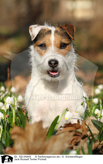Parson Russell Terrier Portrait / Parson Russell Terrier Portrait / SS-34845