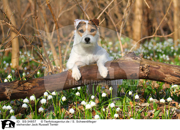 stehender Parson Russell Terrier / standing Parson Russell Terrier / SS-34857