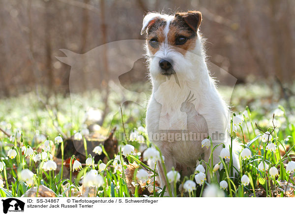 sitzender Parson Russell Terrier / sitting Parson Russell Terrier / SS-34867