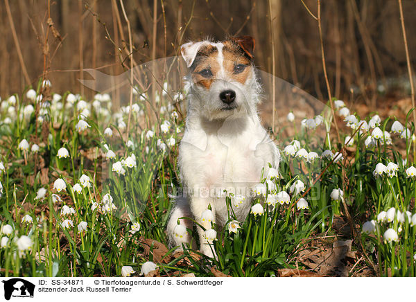 sitzender Parson Russell Terrier / sitting Parson Russell Terrier / SS-34871