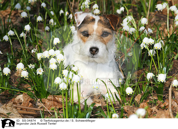 liegender Jack Russell Terrier / SS-34874