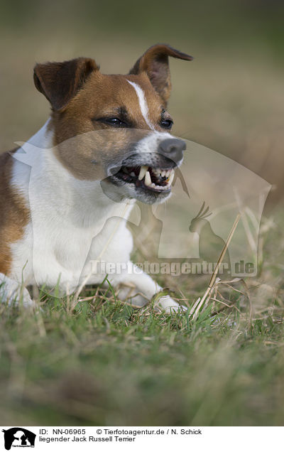 liegender Jack Russell Terrier / lying Jack Russell Terrier / NN-06965