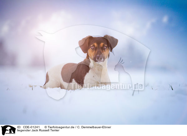 liegender Jack Russell Terrier / CDE-01241