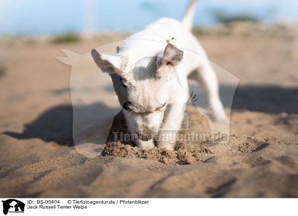 Jack Russell Terrier Welpe / Jack Russell Terrier Puppy / BS-05404
