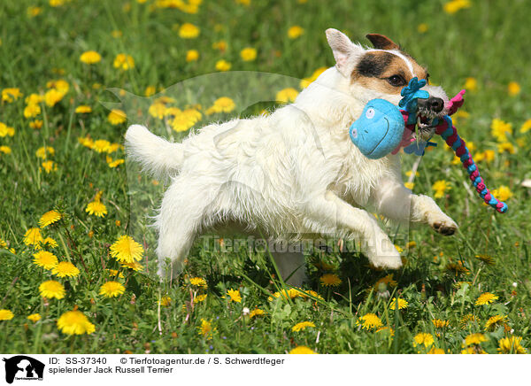 spielender Parson Russell Terrier / playing Parson Russell Terrier / SS-37340