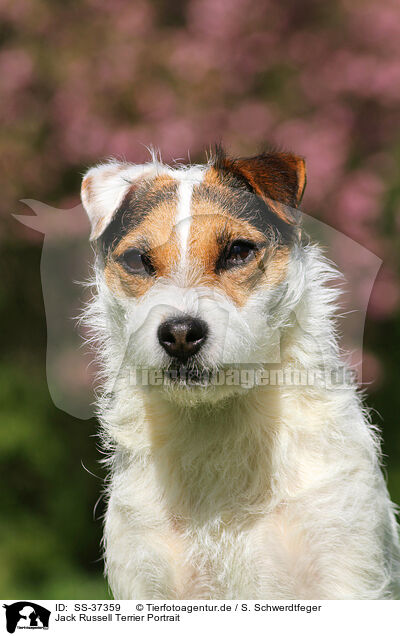 Jack Russell Terrier Portrait / SS-37359