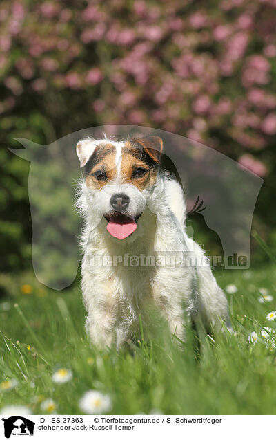 stehender Jack Russell Terrier / SS-37363