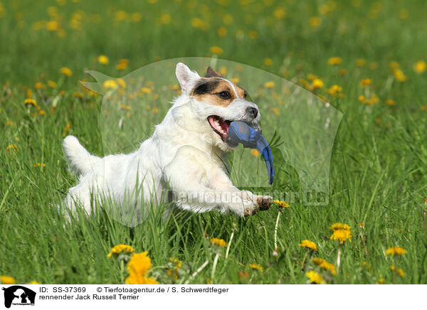 rennender Jack Russell Terrier / SS-37369