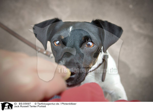 Jack Russell Terrier Portrait / Jack Russell Terrier Portrait / BS-05697