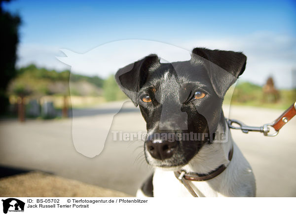 Jack Russell Terrier Portrait / Jack Russell Terrier Portrait / BS-05702