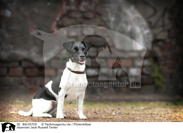 sitzender Jack Russell Terrier / sitting Jack Russell Terrier / BS-05705