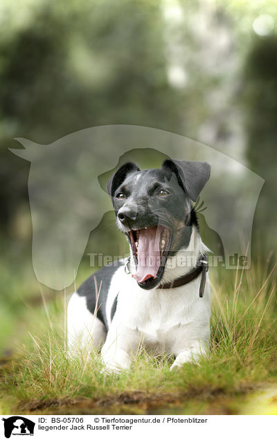liegender Jack Russell Terrier / lying Jack Russell Terrier / BS-05706