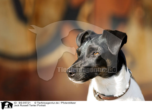 Jack Russell Terrier Portrait / Jack Russell Terrier Portrait / BS-05721