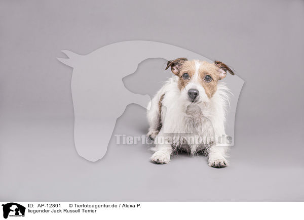 liegender Jack Russell Terrier / lying Jack Russell Terrier / AP-12801
