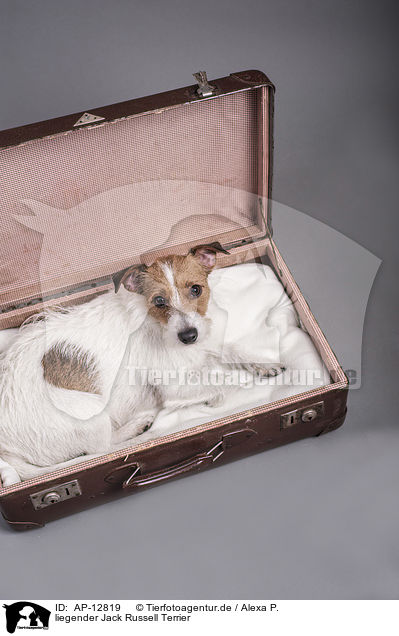 liegender Jack Russell Terrier / lying Jack Russell Terrier / AP-12819