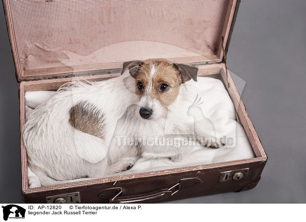 liegender Jack Russell Terrier / lying Jack Russell Terrier / AP-12820