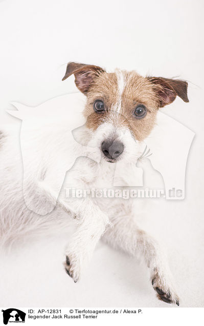liegender Jack Russell Terrier / lying Jack Russell Terrier / AP-12831
