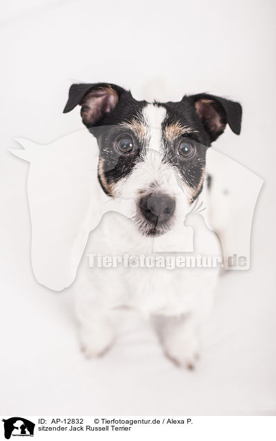 sitzender Jack Russell Terrier / sitting Jack Russell Terrier / AP-12832