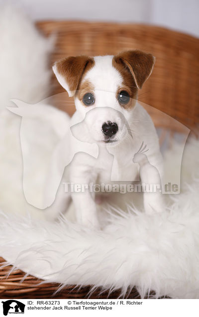 stehender Jack Russell Terrier Welpe / RR-63273