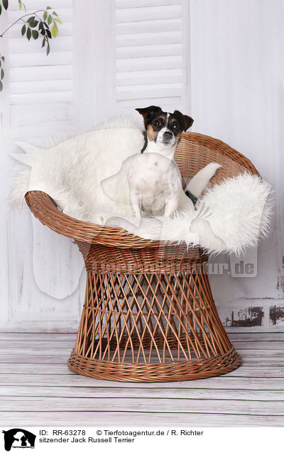 sitzender Jack Russell Terrier / sitting Jack Russell Terrier / RR-63278