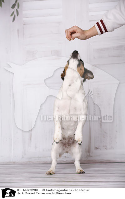 Jack Russell Terrier macht Mnnchen / begging Jack Russell Terrier / RR-63299