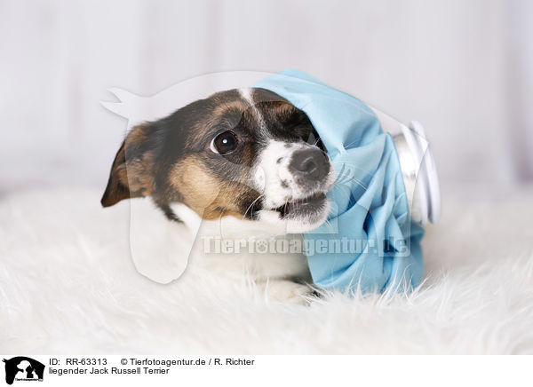 liegender Jack Russell Terrier / lying Jack Russell Terrier / RR-63313