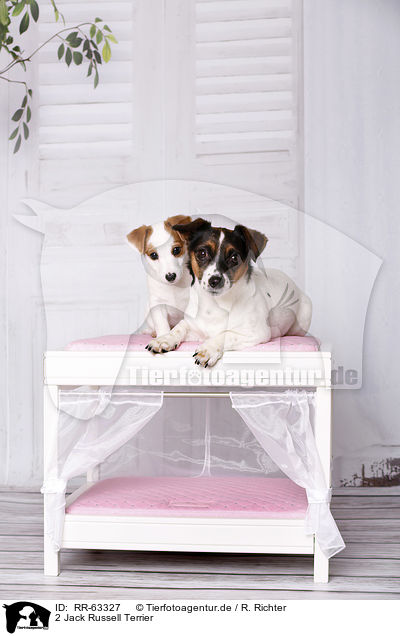 2 Jack Russell Terrier / RR-63327
