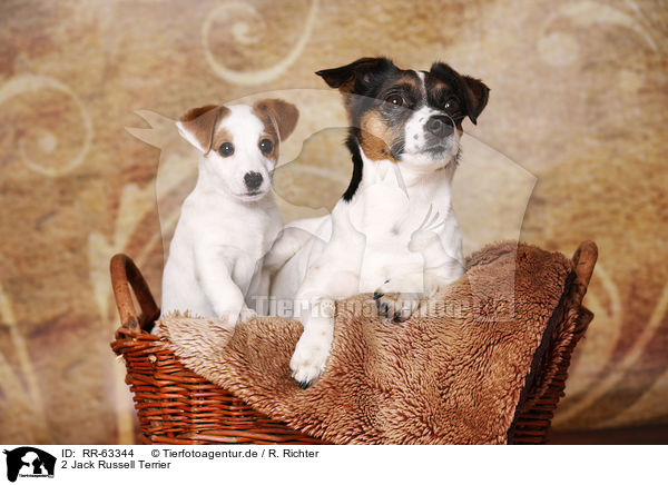 2 Jack Russell Terrier / RR-63344