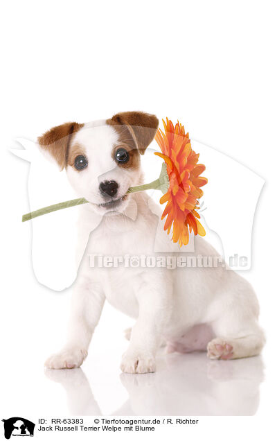 Jack Russell Terrier Welpe mit Blume / Jack Russell Terrier Puppy with flower / RR-63383