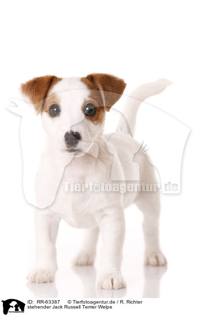 stehender Jack Russell Terrier Welpe / RR-63387