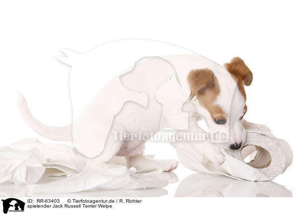 spielender Jack Russell Terrier Welpe / RR-63403
